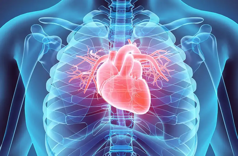 Kalp Yetmezliği İçin Hangi Oranda Engelli Raporu Verilir?