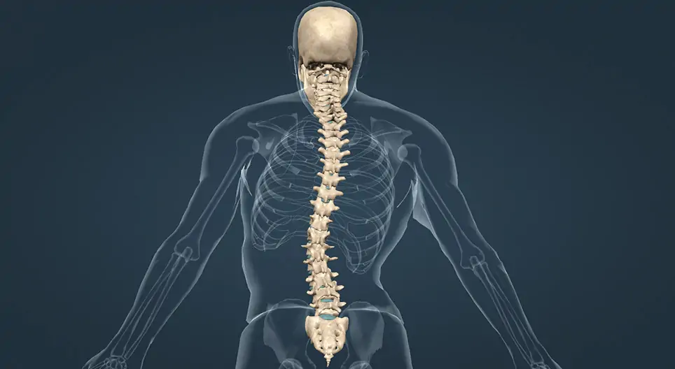 Omurga Hastalıkları İçin Hangi Oranda Engelli Raporu Verilir?